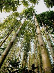 Bambus-hoch